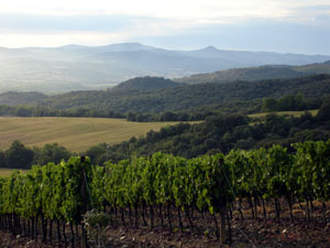 vignes.jpg (26994 octets)
